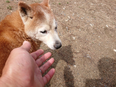 f:id:roukenhome-ann:20190529170145j:plain