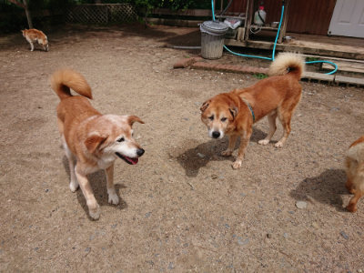 f:id:roukenhome-ann:20190529170554j:plain
