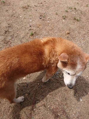 f:id:roukenhome-ann:20190529170641j:plain