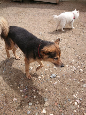 f:id:roukenhome-ann:20190529170659j:plain