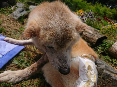 f:id:roukenhome-ann:20190529182918j:plain