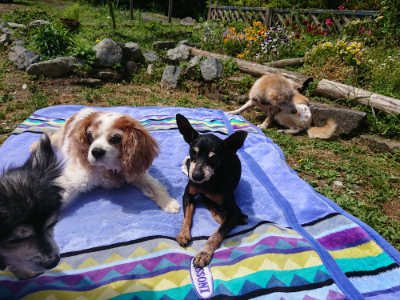 f:id:roukenhome-ann:20190529182945j:plain