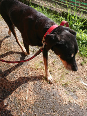 f:id:roukenhome-ann:20190531084325j:plain