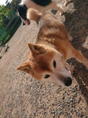 f:id:roukenhome-ann:20190531111707j:plain