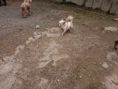 f:id:roukenhome-ann:20190610085053j:plain f:id:roukenhome-ann:20190610085053j:plain