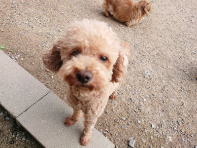 f:id:roukenhome-ann:20190610085114j:plain f:id:roukenhome-ann:20190610085114j:plain