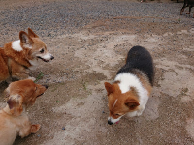 f:id:roukenhome-ann:20190610085148j:plain f:id:roukenhome-ann:20190610085148j:plain