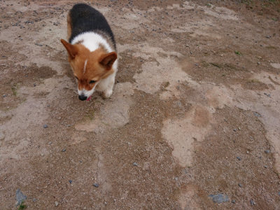 f:id:roukenhome-ann:20190610085205j:plain f:id:roukenhome-ann:20190610085205j:plain