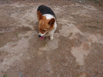 f:id:roukenhome-ann:20190610085214j:plain f:id:roukenhome-ann:20190610085214j:plain