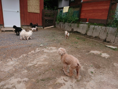 f:id:roukenhome-ann:20190610085312j:plain f:id:roukenhome-ann:20190610085312j:plain