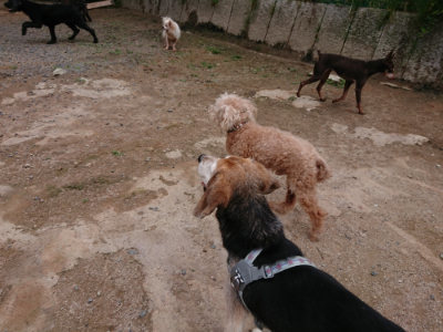 f:id:roukenhome-ann:20190610085341j:plain f:id:roukenhome-ann:20190610085341j:plain