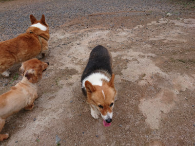f:id:roukenhome-ann:20190610085402j:plain f:id:roukenhome-ann:20190610085402j:plain