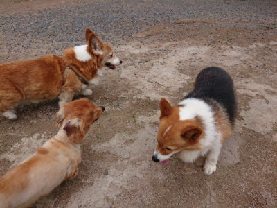 f:id:roukenhome-ann:20190610085435j:plain f:id:roukenhome-ann:20190610085435j:plain