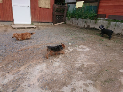 f:id:roukenhome-ann:20190610085521j:plain f:id:roukenhome-ann:20190610085521j:plain