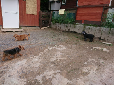 f:id:roukenhome-ann:20190610085532j:plain f:id:roukenhome-ann:20190610085532j:plain