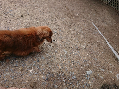 f:id:roukenhome-ann:20190610085540j:plain f:id:roukenhome-ann:20190610085540j:plain