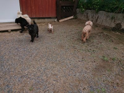 f:id:roukenhome-ann:20190610085547j:plain f:id:roukenhome-ann:20190610085547j:plain
