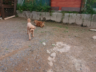 f:id:roukenhome-ann:20190610085553j:plain f:id:roukenhome-ann:20190610085553j:plain