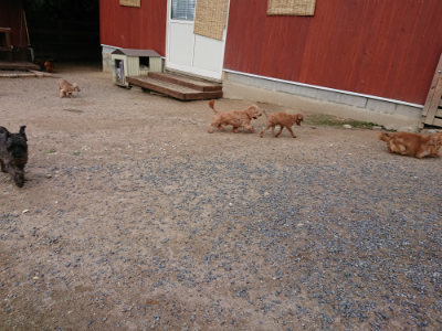 f:id:roukenhome-ann:20190610085738j:plain f:id:roukenhome-ann:20190610085738j:plain