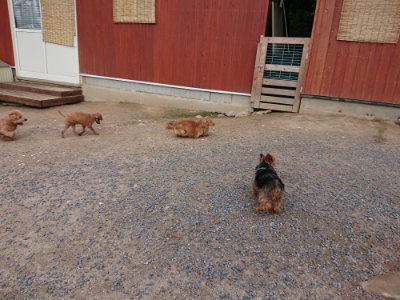 f:id:roukenhome-ann:20190610085759j:plain f:id:roukenhome-ann:20190610085759j:plain