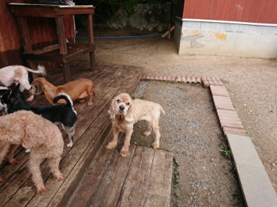 f:id:roukenhome-ann:20190610085812j:plain f:id:roukenhome-ann:20190610085812j:plain