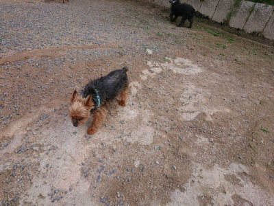 f:id:roukenhome-ann:20190610085822j:plain f:id:roukenhome-ann:20190610085822j:plain
