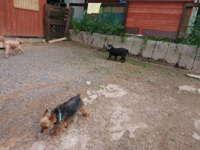 f:id:roukenhome-ann:20190610085836j:plain f:id:roukenhome-ann:20190610085836j:plain
