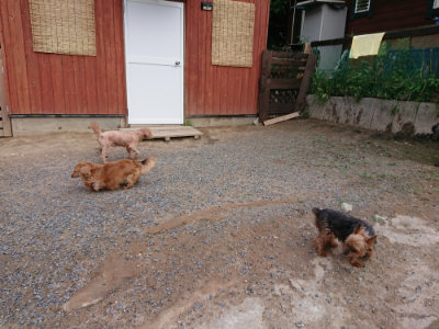 f:id:roukenhome-ann:20190610085847j:plain f:id:roukenhome-ann:20190610085847j:plain