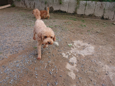 f:id:roukenhome-ann:20190610085916j:plain f:id:roukenhome-ann:20190610085916j:plain