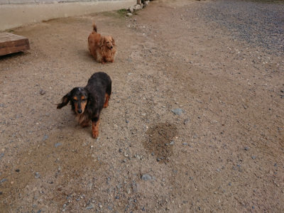 f:id:roukenhome-ann:20190610085958j:plain f:id:roukenhome-ann:20190610085958j:plain