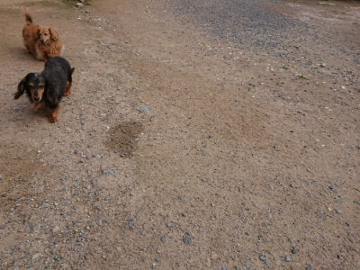 f:id:roukenhome-ann:20190610090015j:plain f:id:roukenhome-ann:20190610090015j:plain