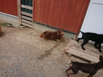 f:id:roukenhome-ann:20190610090020j:plain f:id:roukenhome-ann:20190610090020j:plain