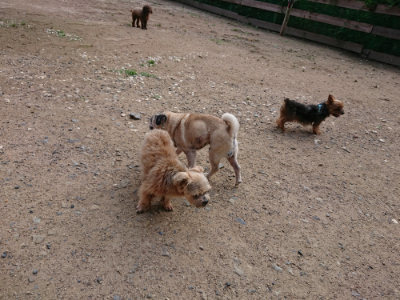 f:id:roukenhome-ann:20190610090033j:plain f:id:roukenhome-ann:20190610090033j:plain