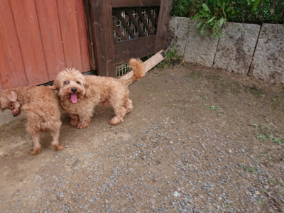 f:id:roukenhome-ann:20190610090040j:plain f:id:roukenhome-ann:20190610090040j:plain