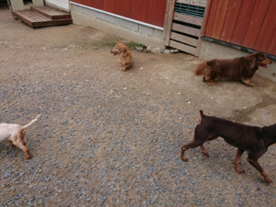 f:id:roukenhome-ann:20190610090044j:plain f:id:roukenhome-ann:20190610090044j:plain