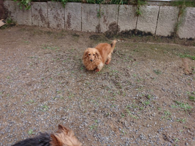 f:id:roukenhome-ann:20190610090108j:plain f:id:roukenhome-ann:20190610090108j:plain