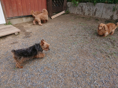 f:id:roukenhome-ann:20190610090133j:plain f:id:roukenhome-ann:20190610090133j:plain