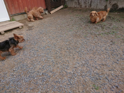 f:id:roukenhome-ann:20190610090145j:plain f:id:roukenhome-ann:20190610090145j:plain
