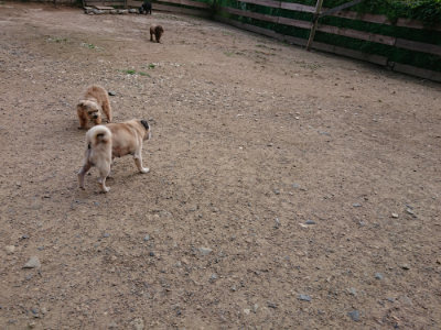 f:id:roukenhome-ann:20190610090150j:plain f:id:roukenhome-ann:20190610090150j:plain