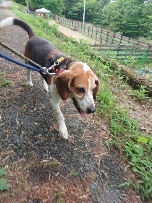 f:id:roukenhome-ann:20190611143218j:plain f:id:roukenhome-ann:20190611143218j:plain