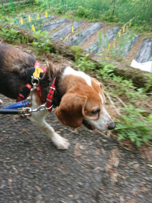 f:id:roukenhome-ann:20190611143229j:plain f:id:roukenhome-ann:20190611143229j:plain