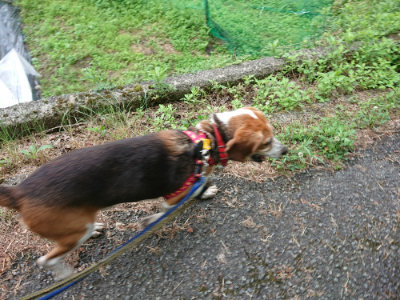 f:id:roukenhome-ann:20190611143235j:plain f:id:roukenhome-ann:20190611143235j:plain