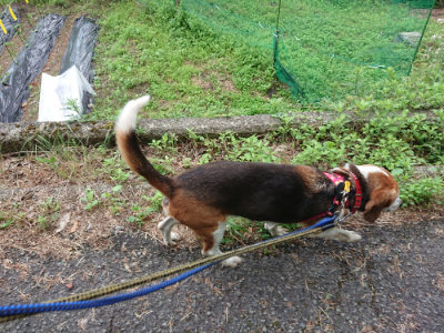 f:id:roukenhome-ann:20190611143240j:plain f:id:roukenhome-ann:20190611143240j:plain