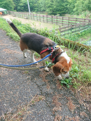 f:id:roukenhome-ann:20190611143249j:plain f:id:roukenhome-ann:20190611143249j:plain
