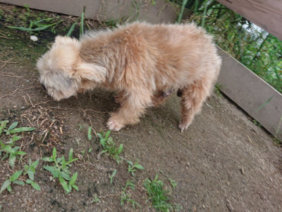 f:id:roukenhome-ann:20190611182541j:plain