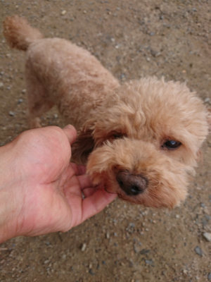 f:id:roukenhome-ann:20190611182556j:plain