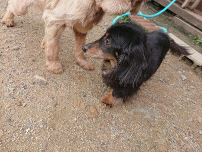 f:id:roukenhome-ann:20190611182601j:plain