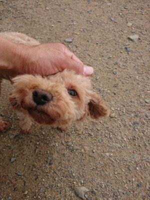 f:id:roukenhome-ann:20190611182632j:plain