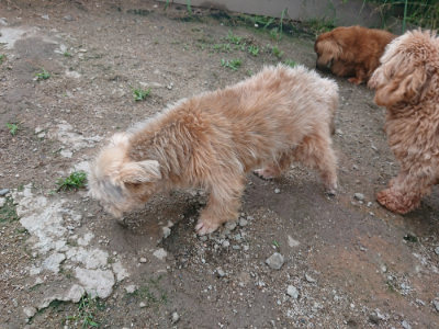 f:id:roukenhome-ann:20190611182756j:plain