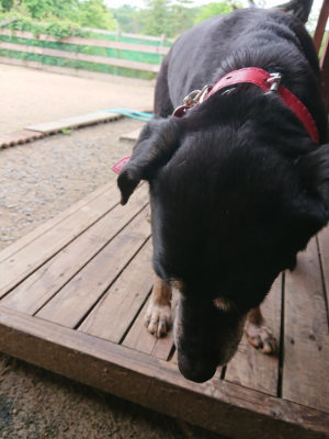 f:id:roukenhome-ann:20190611182806j:plain